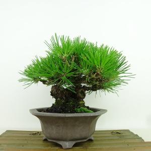 盆栽小鉢：美芸（常滑）丸エン付三面龍鉢 11.4cm*資材 : 遊恵盆栽