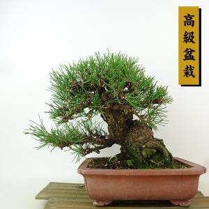 盆栽 松 黒松 樹高 約21cm くろまつ 高級盆栽 Pinus thunbergii クロマツ マツ科 常緑針葉樹 観賞用 現品