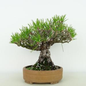 盆栽 松 黒松 樹高 約18cm くろまつ Pinus thunbergii クロマツ マツ科 常緑針葉樹 観賞用 小品 現品