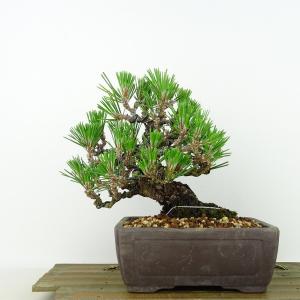 盆栽 特選：皐月(明美の月)現品*さつき サツキ Satsuki bonsai
