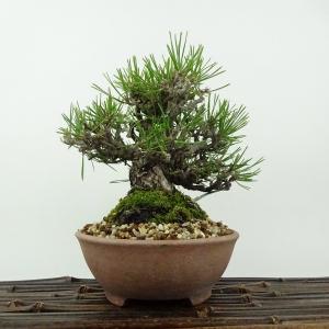 盆栽 松 黒松 樹高 約14cm くろまつ Pi...の商品画像