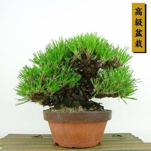 盆栽 松 黒松 樹高 約16cm くろまつ 高級盆栽 Pinus thunbergii クロマツ マツ科 常緑針葉樹 観賞用 小品 現品