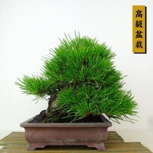 盆栽 松 黒松 樹高 約21cm くろまつ 高級盆栽 Pinus thunbergii クロマツ マツ科 常緑針葉樹 観賞用 現品