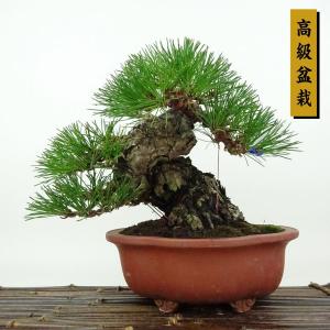 盆栽 松 黒松 樹高 約18cm くろまつ 高級盆栽 Pinus thunbergii クロマツ マツ科 常緑針葉樹 観賞用 小品 現品