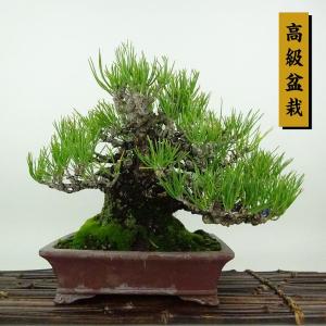 盆栽 松 黒松 樹高 約19cm くろまつ 高級盆栽 Pinus thunbergii クロマツ マツ科 常緑針葉樹 観賞用 小品 現品