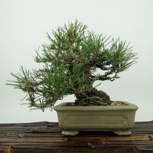盆栽 松 黒松 樹高 約13cm くろまつ Pinus thunbergii クロマツ マツ科 常緑針葉樹 観賞用 小品 現品
