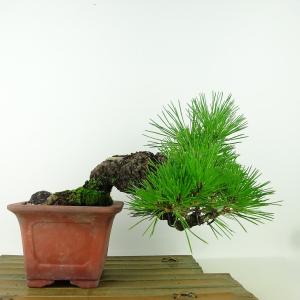 盆栽 松 黒松 樹高 上下 約17cm くろまつ Pinus thunbergii クロマツ マツ科 常緑針葉樹 観賞用 小品 現品