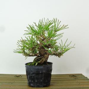 盆栽 松 黒松 樹高 約13cm くろまつ Pinus thunbergii クロマツ マツ科 常緑針葉樹 観賞用 小品 現品