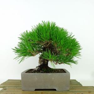盆栽 松 黒松 樹高 約17cm くろまつ Pinus thunbergii クロマツ マツ科 常緑針葉樹 観賞用 小品 現品