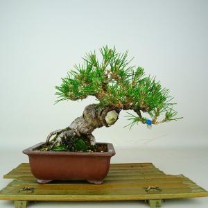 盆栽 松 黒松 樹高 約19cm くろまつ Pi...の商品画像