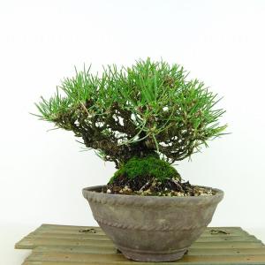 盆栽 松 黒松 樹高 約16cm くろまつ Pinus thunbergii クロマツ マツ科 常緑針葉樹 観賞用 小品 現品