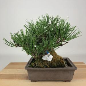 盆栽 松 黒松 樹高 約17cm くろまつ Pinus thunbergii クロマツ マツ科 常緑針葉樹 観賞用 小品 現品
