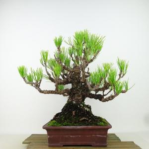 盆栽 松 黒松 樹高 約29cm くろまつ Pinus thunbergii クロマツ マツ科 常緑針葉樹 観賞用 現品