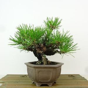 盆栽 松 黒松 樹高 約17cm くろまつ Pinus thunbergii クロマツ マツ科 常緑針葉樹 観賞用 小品 現品