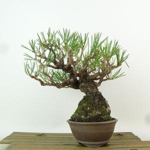 盆栽 松 黒松 樹高 約18cm くろまつ Pinus thunbergii クロマツ マツ科 常緑針葉樹 観賞用 小品 現品