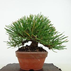 盆栽 松 黒松 樹高 約11cm くろまつ P...の詳細画像2