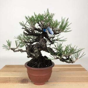 盆栽 松 黒松 樹高 約18cm くろまつ Pinus thunbergii クロマツ マツ科 常緑針葉樹 観賞用 小品 現品