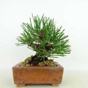 盆栽 松 黒松 樹高 約14cm くろまつ Pinus thunbergii クロマツ マツ科 常緑針葉樹 観賞用 小品 現品