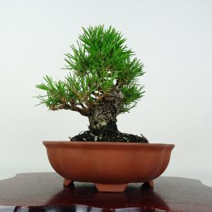 盆栽 松 黒松 樹高 約15cm くろまつ Pinus thunbergii クロマツ マツ科 常緑針葉樹 鑑賞用 観賞用 小品 現品