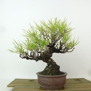盆栽 松 黒松 樹高 約18cm くろまつ Pinus thunbergii クロマツ マツ科 常緑針葉樹 観賞用 小品 現品