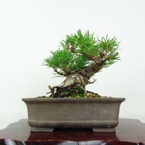 盆栽 松 黒松 樹高 約15cm くろまつ Pinus thunbergii クロマツ マツ科 常緑針葉樹 鑑賞用 観賞用 小品 現品