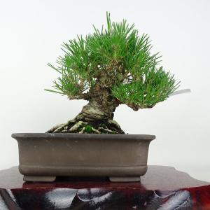 盆栽 松 黒松 樹高 約16cm くろまつ Pinus thunbergii クロマツ マツ科 常緑針葉樹 鑑賞用 観賞用 小品 現品