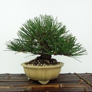 盆栽 松 黒松 樹高 約15cm くろまつ Pinus thunbergii クロマツ マツ科 常緑針葉樹 観賞用 小品 現品
