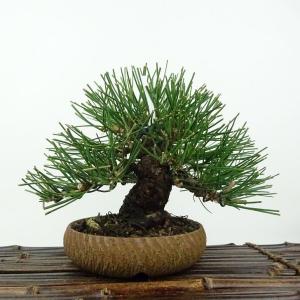 盆栽 松 黒松 樹高 約14cm くろまつ Pinus thunbergii クロマツ マツ科 常緑針葉樹 観賞用 小品 現品