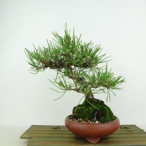 盆栽：赤松（アカマツ）*現品 あかまつ Akamatsu bomsai Pinus