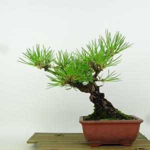 現品】松盆栽 黒松（クロマツ）7号 長角浅鉢 : 植物・園芸専門店 花育
