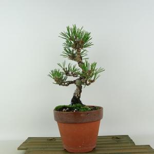 盆栽 ：黒松* 現品 くろまつ クロマツ Kuromatsu bonsai 中品盆栽