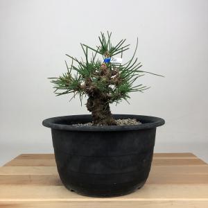 盆栽 特選：三河黒松*現品 くろまつ クロマツ kuromatsu 大品盆栽 大型