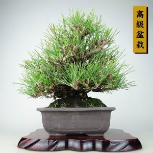 盆栽：三河黒松*現品 くろまつ クロマツ Kuromatsu bonsai 小品盆栽
