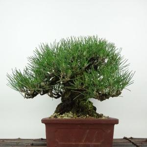 盆栽 松 黒松 樹高 約21cm くろまつ 高...の詳細画像3