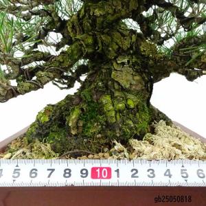 盆栽 松 黒松 樹高 約21cm くろまつ 高...の詳細画像4