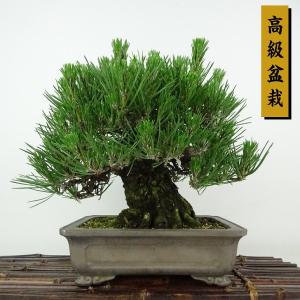 盆栽 松 黒松 樹高 約21cm くろまつ 高級盆栽 Pinus thunbergii クロマツ マツ科 常緑針葉樹 観賞用 現品