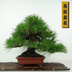 盆栽 松 黒松 樹高 約24cm くろまつ 高級盆栽 Pinus thunbergii クロマツ マツ科 常緑針葉樹 観賞用 現品