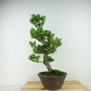 盆栽 松 黒松 扇松 樹高 約16cm くろまつ Pinus thunbergii クロマツ