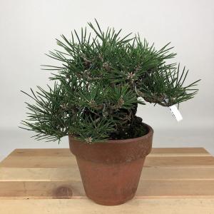 盆栽 松 黒松 寿寸松 樹高 約13cm くろまつ Pinus thunbergii クロマツ 寸松 寸梢 マツ科 常緑針葉樹 観賞用 小品 現品