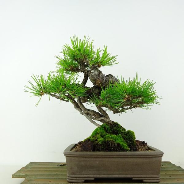 盆栽 松 赤松 樹高 約19cm あかまつ Pinus densiflora アカマツ red pi...