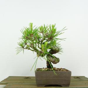現代小鉢：柴勝 長方鉢 14.8cm【現】 : 遊恵盆栽 Yahoo!店 - 通販