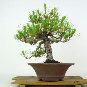 多肉植物：ブルビネ ブルインシー つくし玉*全幅1cm 現品！一品限り