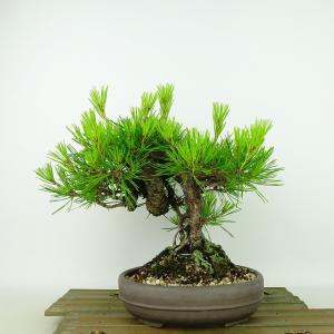 盆栽：庭梅(林生梅リンショウバイ)*現品 一点物 にわうめ ニワウメ