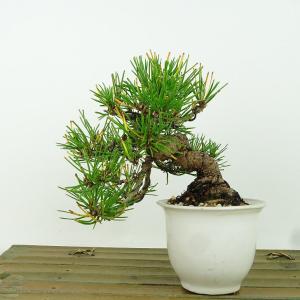 盆栽 皐月 新日光 樹高 約22cm さつき Rhododendron indicum サツキ
