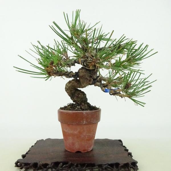 盆栽 松 赤松 樹高 約13cm あかまつ Pinus densiflora アカマツ red pi...