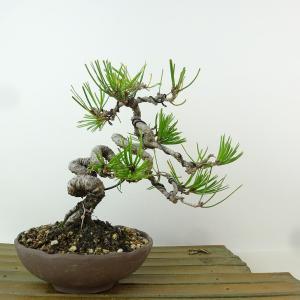 盆栽 松 赤松 樹高 約16cm あかまつ Pinus densiflora アカマツ red pine マツ科 常緑樹 観賞用 小品 現品