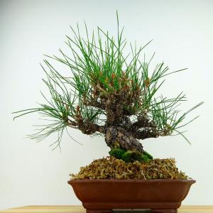盆栽 松 赤松 樹高 約26cm あかまつ P...の詳細画像2