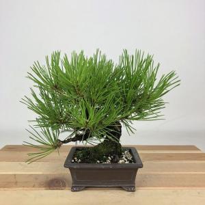 盆栽 松 赤松 樹高 約14cm あかまつ Pinus densiflora アカマツ red pine マツ科 常緑樹 観賞用 小品 現品