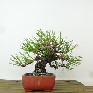 盆栽 松 赤松 樹高 約10cm あかまつ Pinus densiflora アカマツ red pine マツ科 常緑樹 観賞用 小品 現品