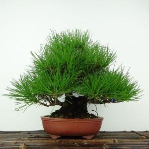盆栽 松 赤松 樹高 約27cm あかまつ Pinus densiflora アカマツ red